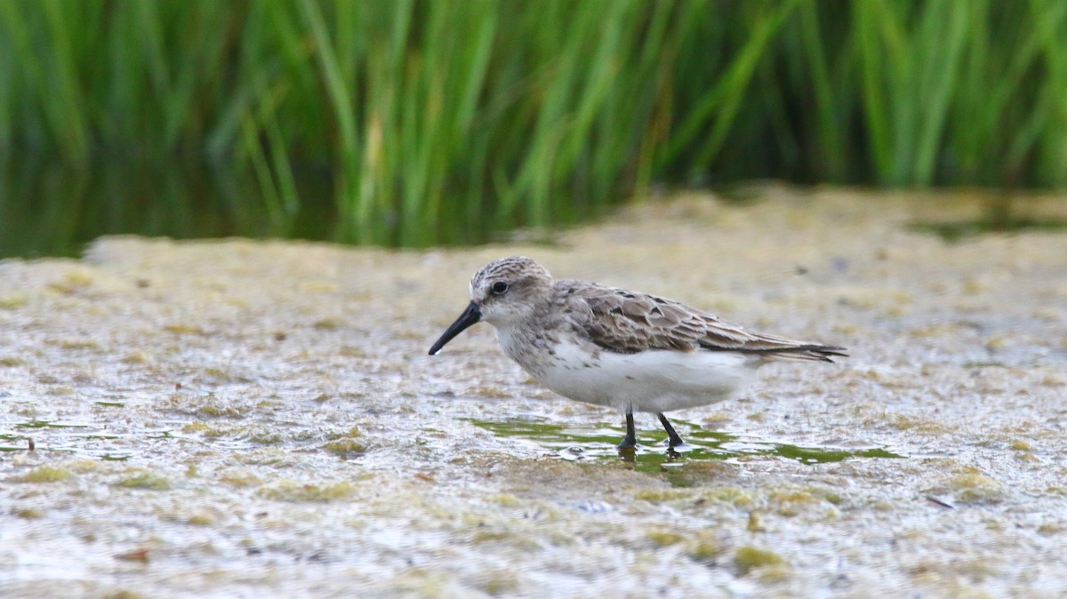 Semipalmated Sandpiper - Devin Griffiths
