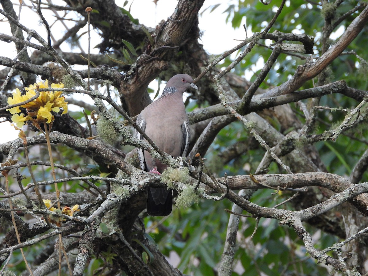 Picazuro Pigeon - ML179783251