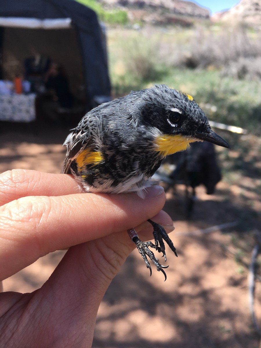 Yellow-rumped Warbler (Myrtle x Audubon's) - ML179784291