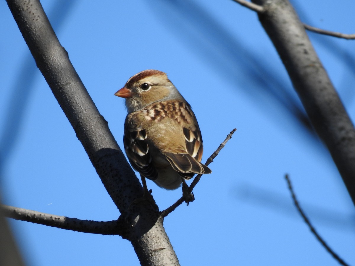 White-crowned Sparrow - Jean W. Côté