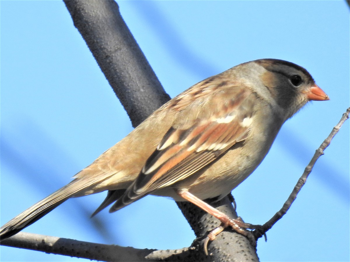 White-crowned Sparrow - Jean W. Côté