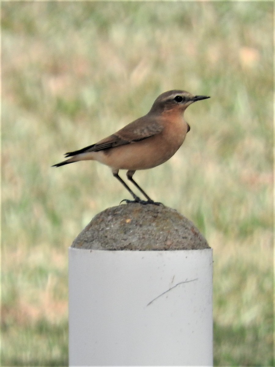 Northern Wheatear - Annelia Williams