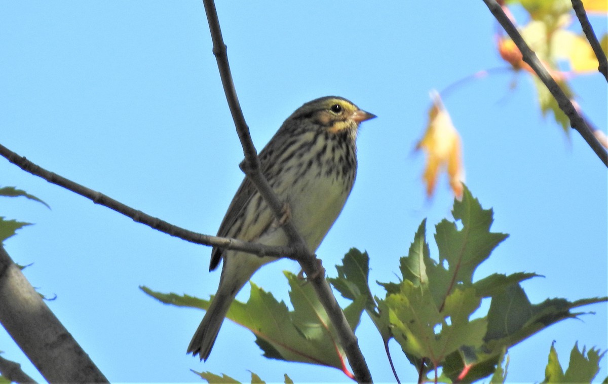 Savannah Sparrow - ML179787191