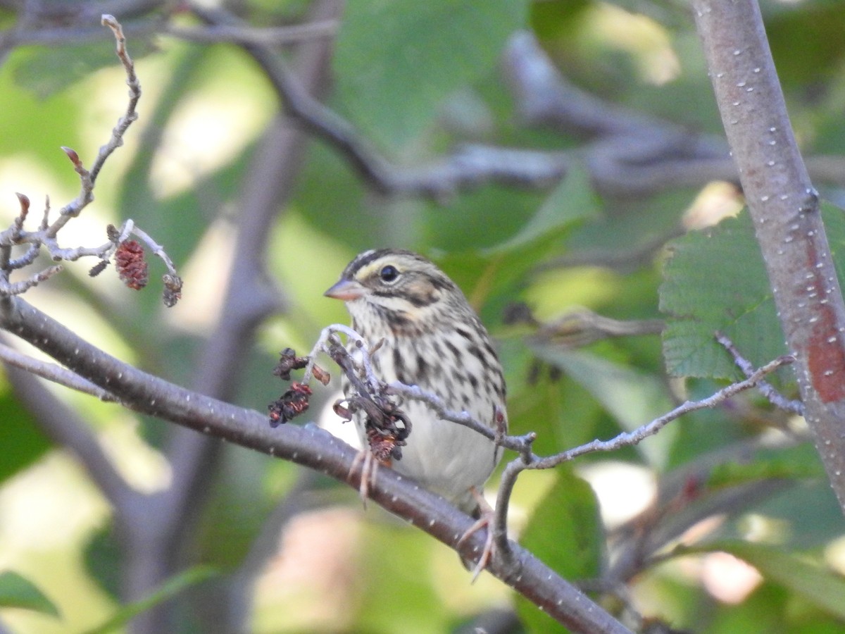 Savannah Sparrow - ML179787451