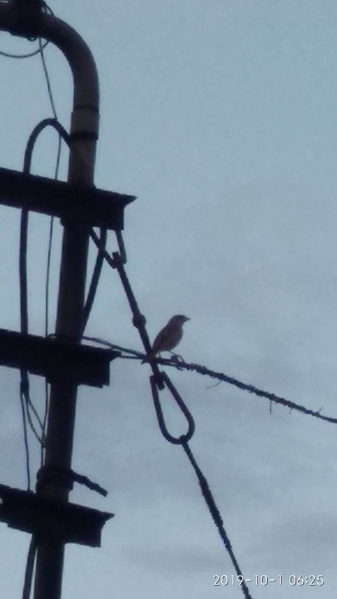 House Sparrow - ML179787541