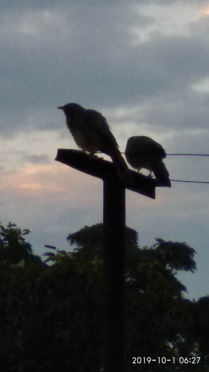 Jungle Babbler - ML179787561
