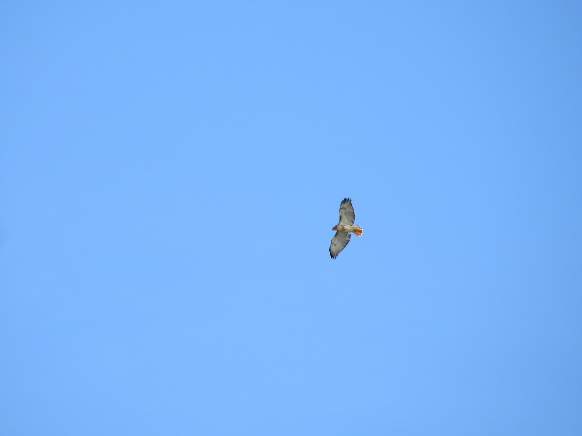 Red-tailed Hawk - ML179787651
