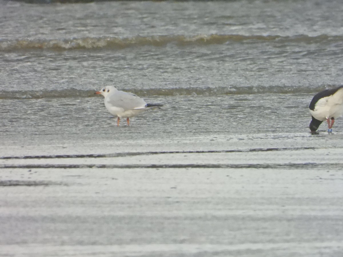 Black-headed Gull - ML179789551