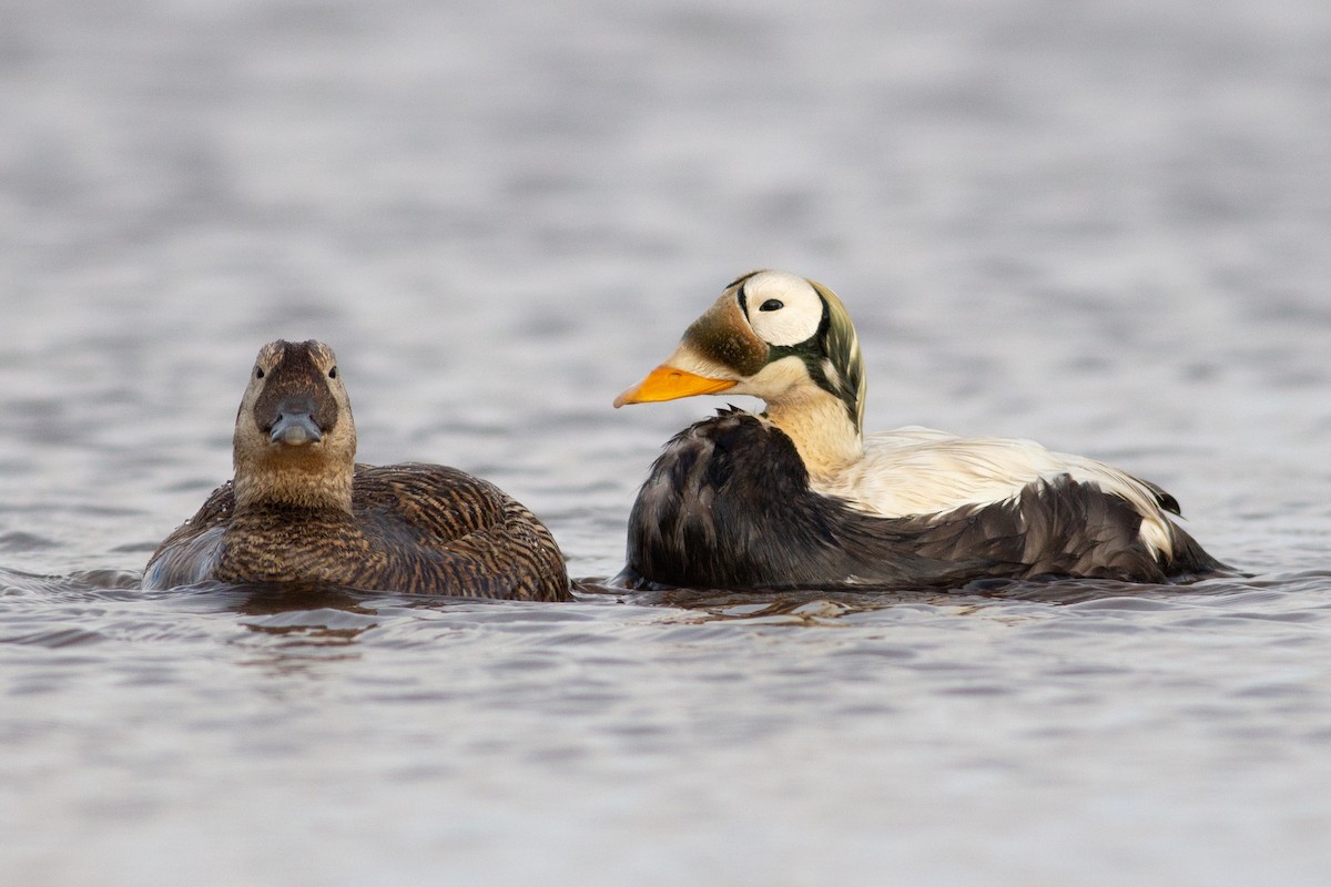 Spectacled Eider - Tom Auer