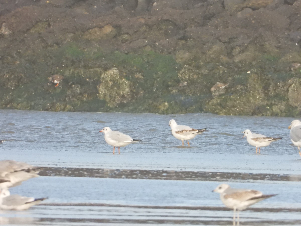 Black-headed Gull - ML179790531