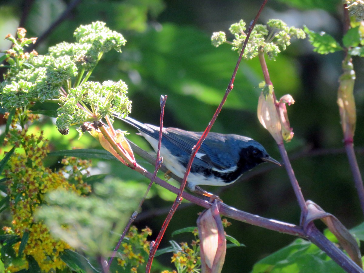 Black-throated Blue Warbler - ML179790571
