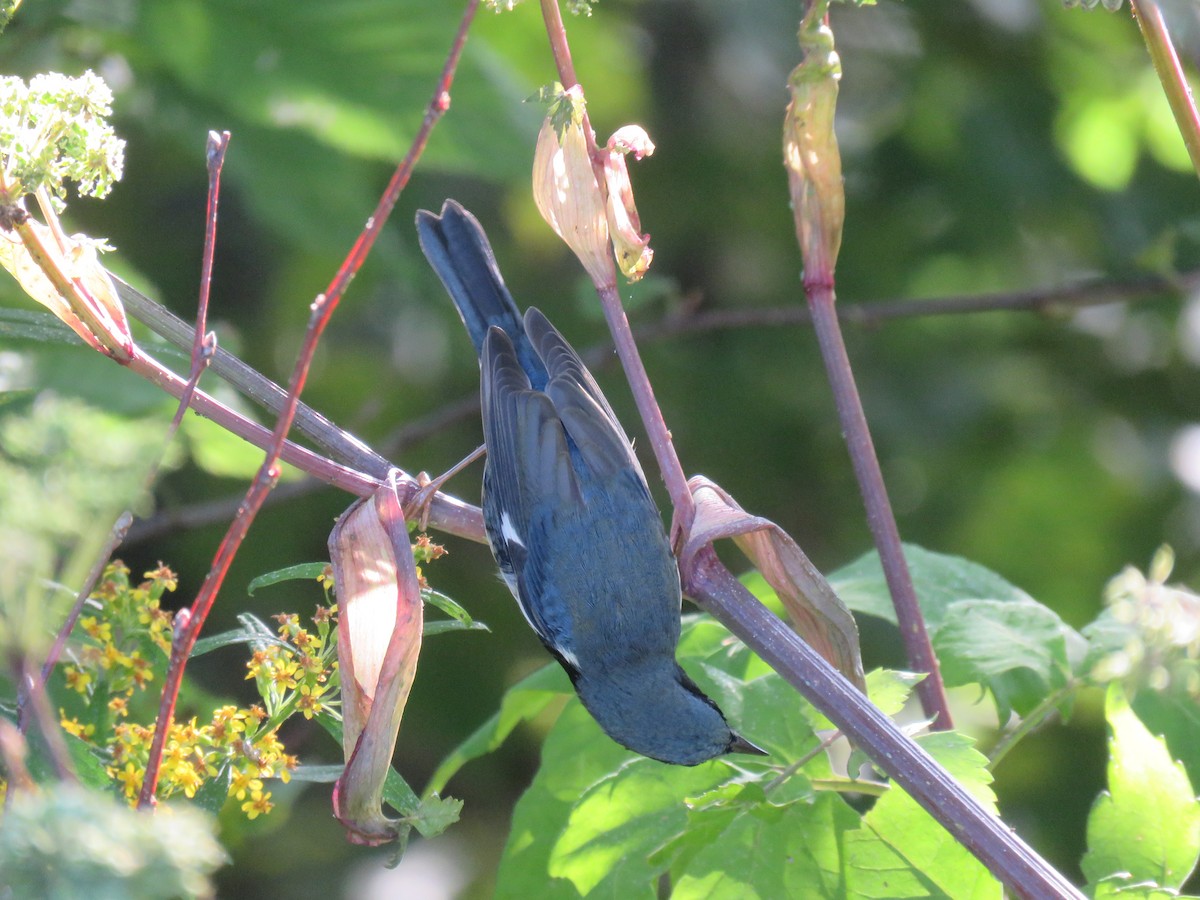 Black-throated Blue Warbler - ML179790591