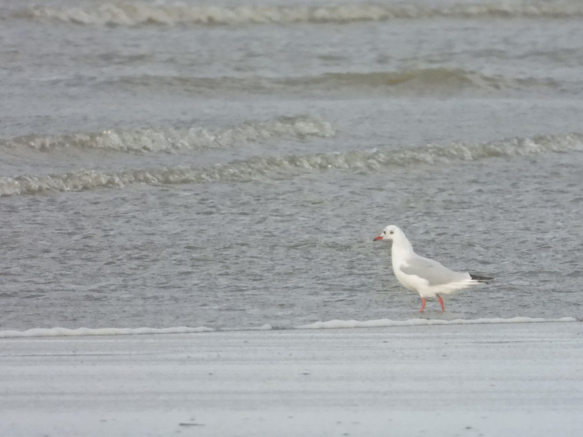 Black-headed Gull - ML179791561