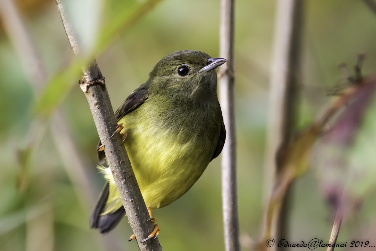 White-collared Manakin - ML179795061