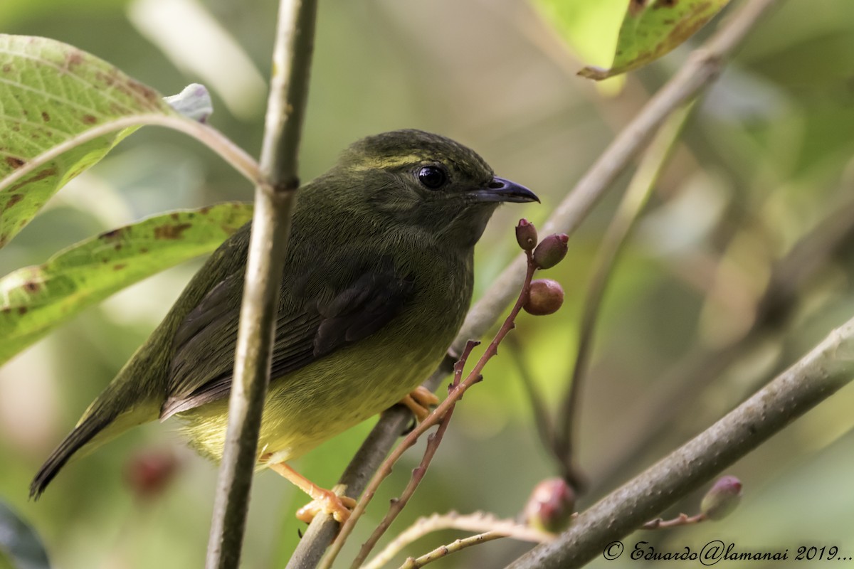 White-collared Manakin - ML179795071