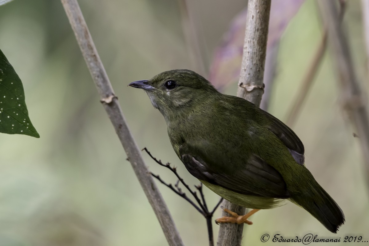 White-collared Manakin - Jorge Eduardo Ruano