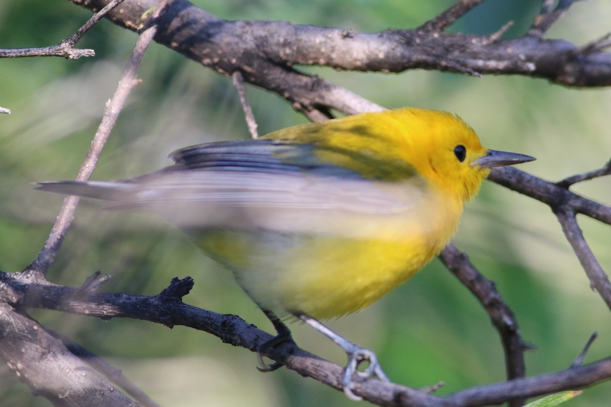 Prothonotary Warbler - ML179795941