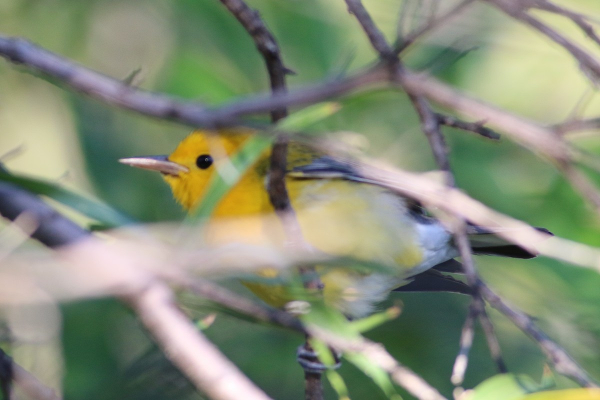 Prothonotary Warbler - ML179796041