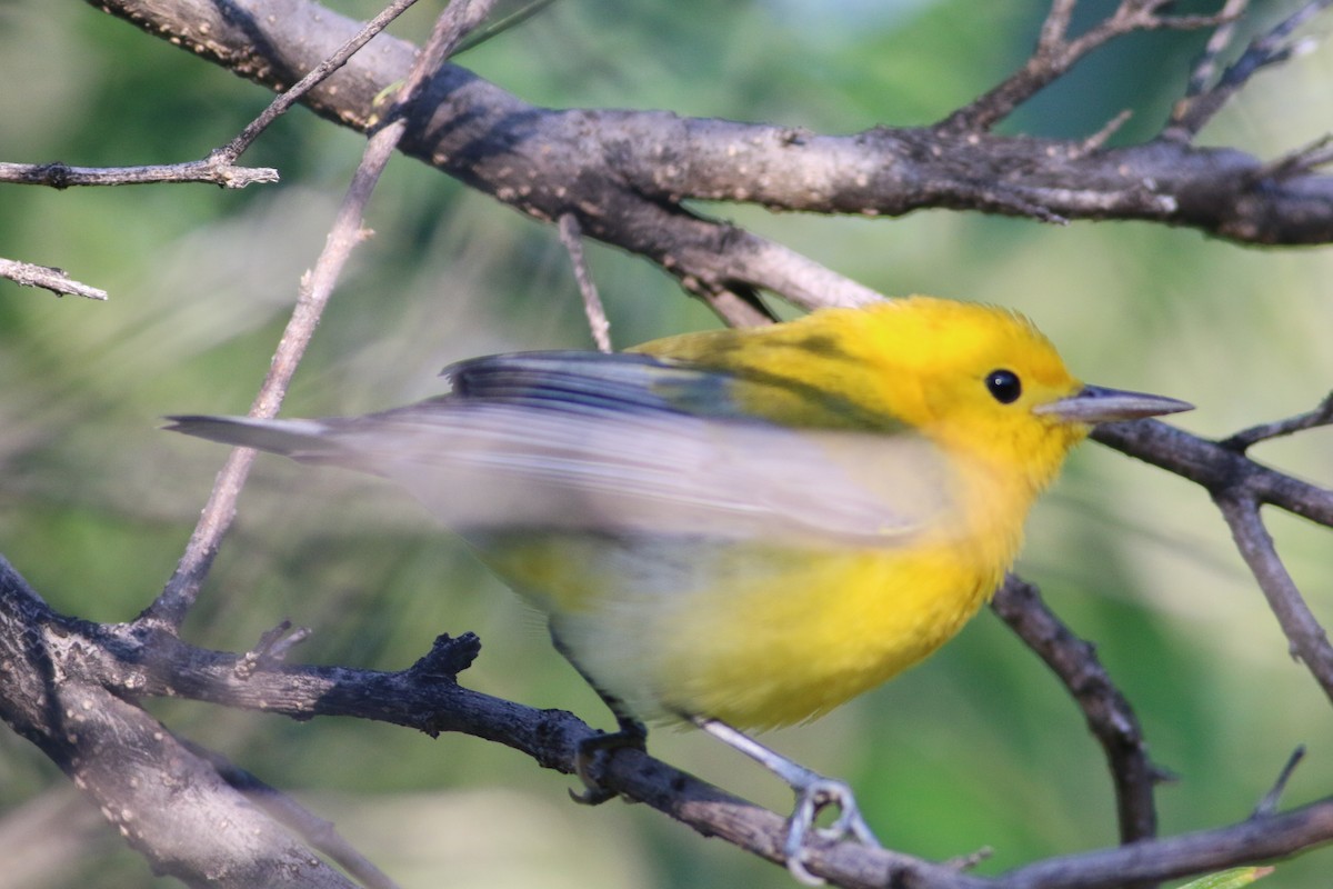 Prothonotary Warbler - ML179796051