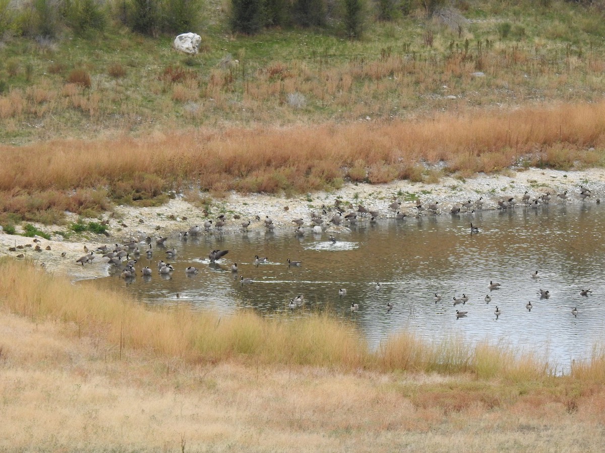 Canada Goose - ML179799281