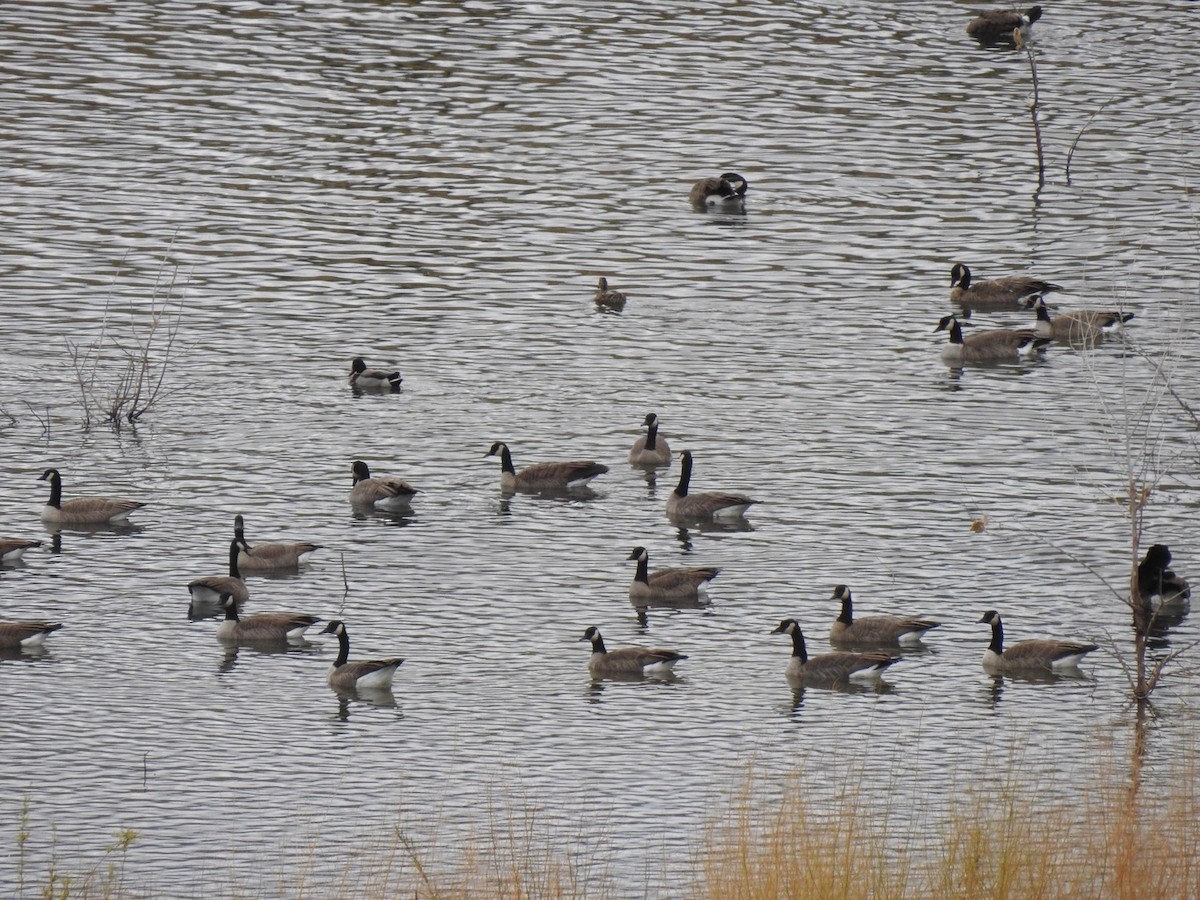 Canada Goose - ML179799291