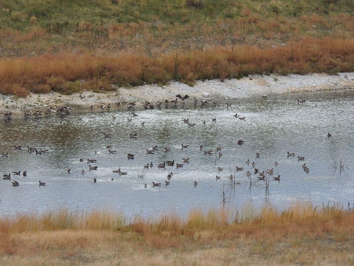 Canada Goose - ML179799301