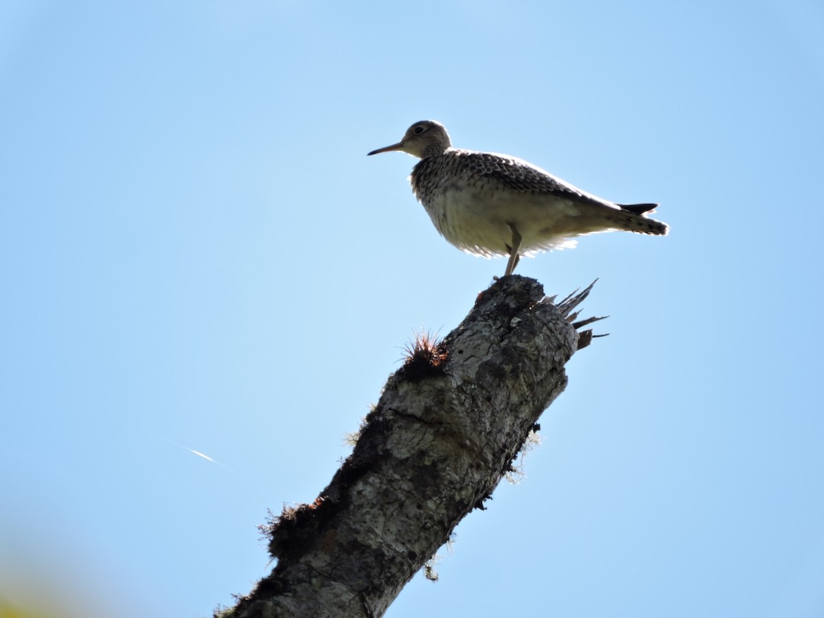 Upland Sandpiper - ML179799471