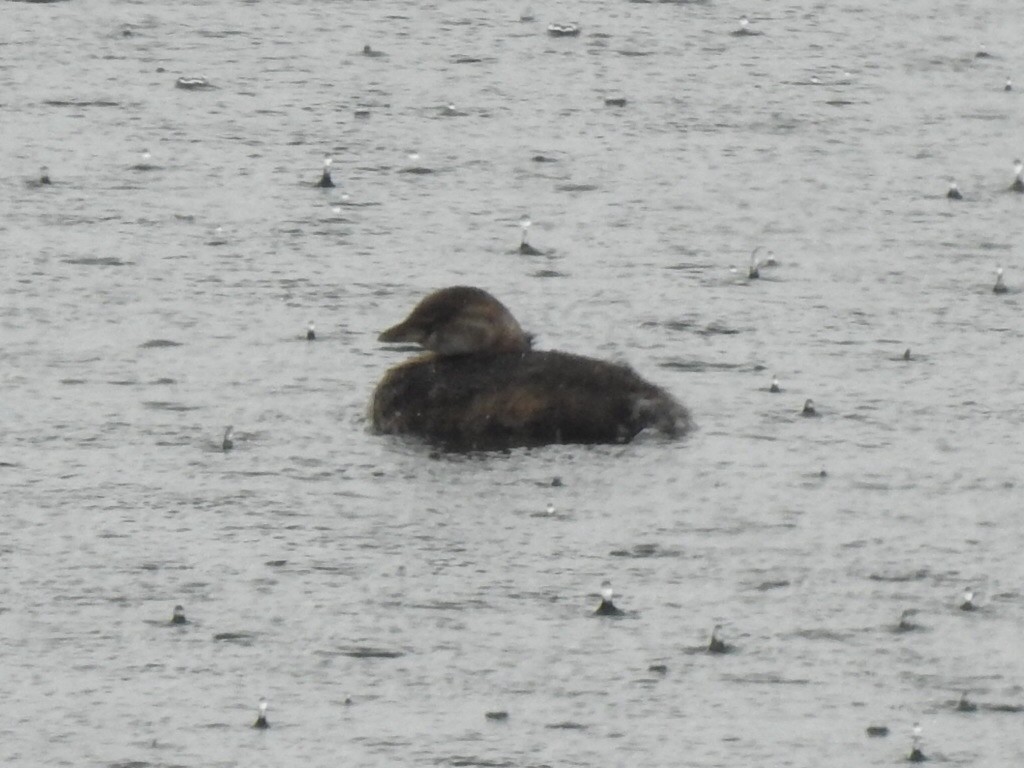 Pied-billed Grebe - Kent Kleman