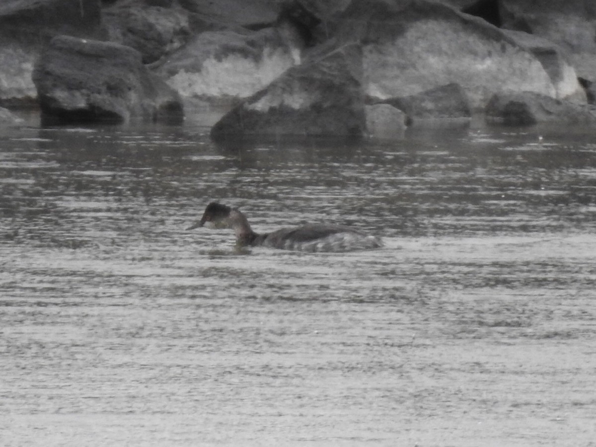 Eared Grebe - Kent Kleman