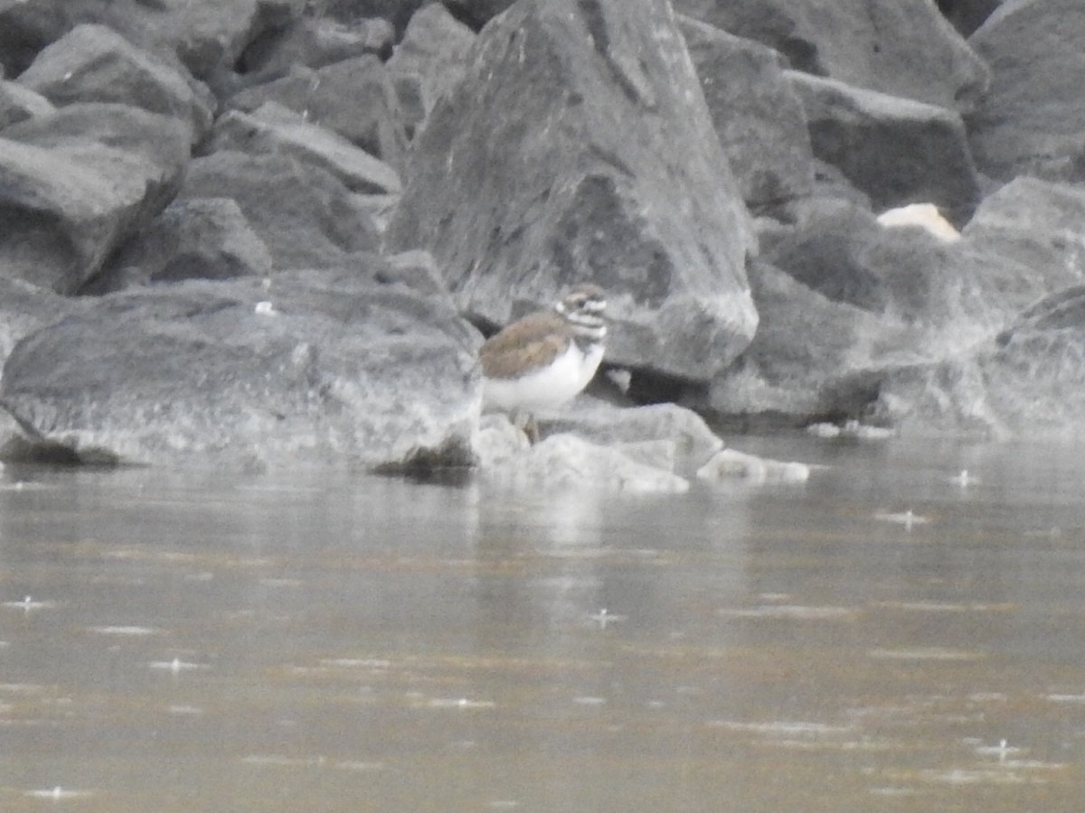 Killdeer - ML179799731