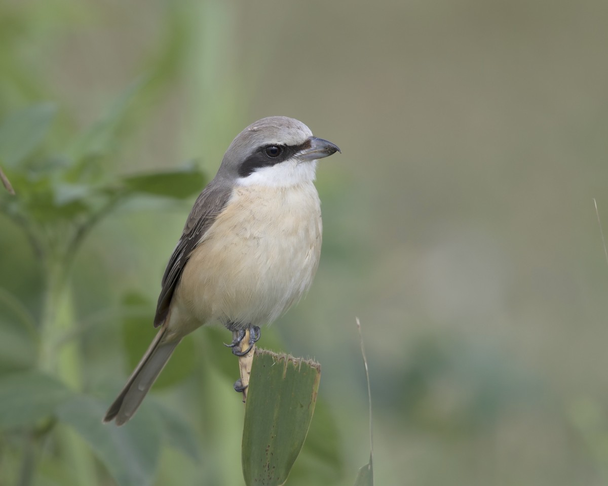 Brown Shrike - ML179799931