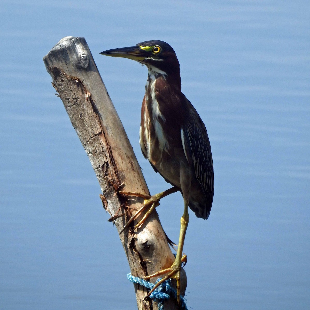 Green Heron - ML179802361