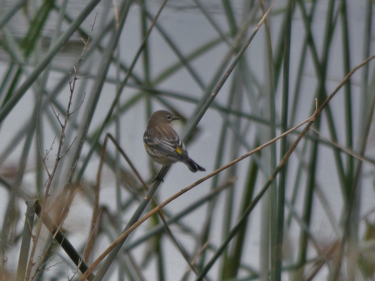 Yellow-rumped Warbler - ML179802621