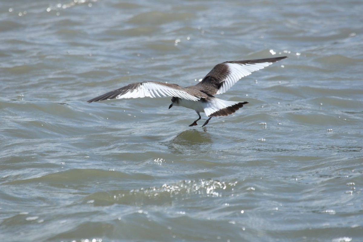 Sabine's Gull - ML179802951