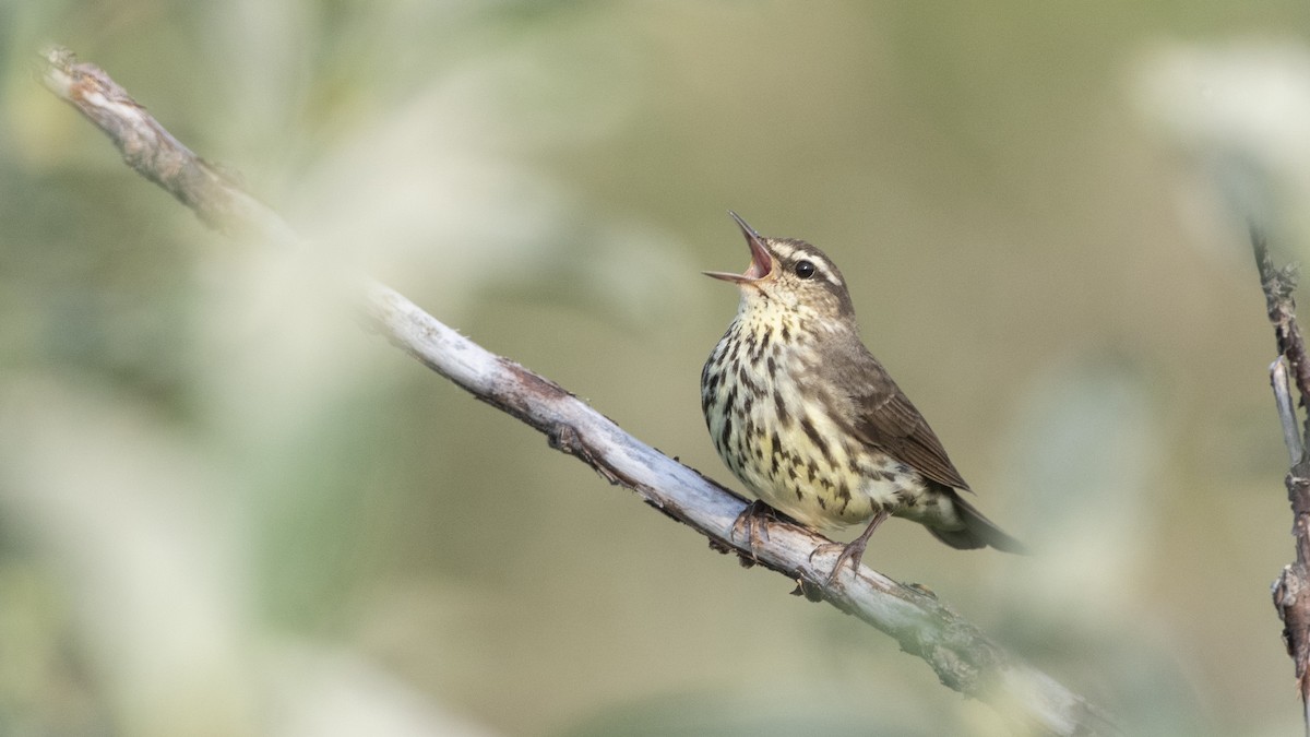 Northern Waterthrush - ML179806141