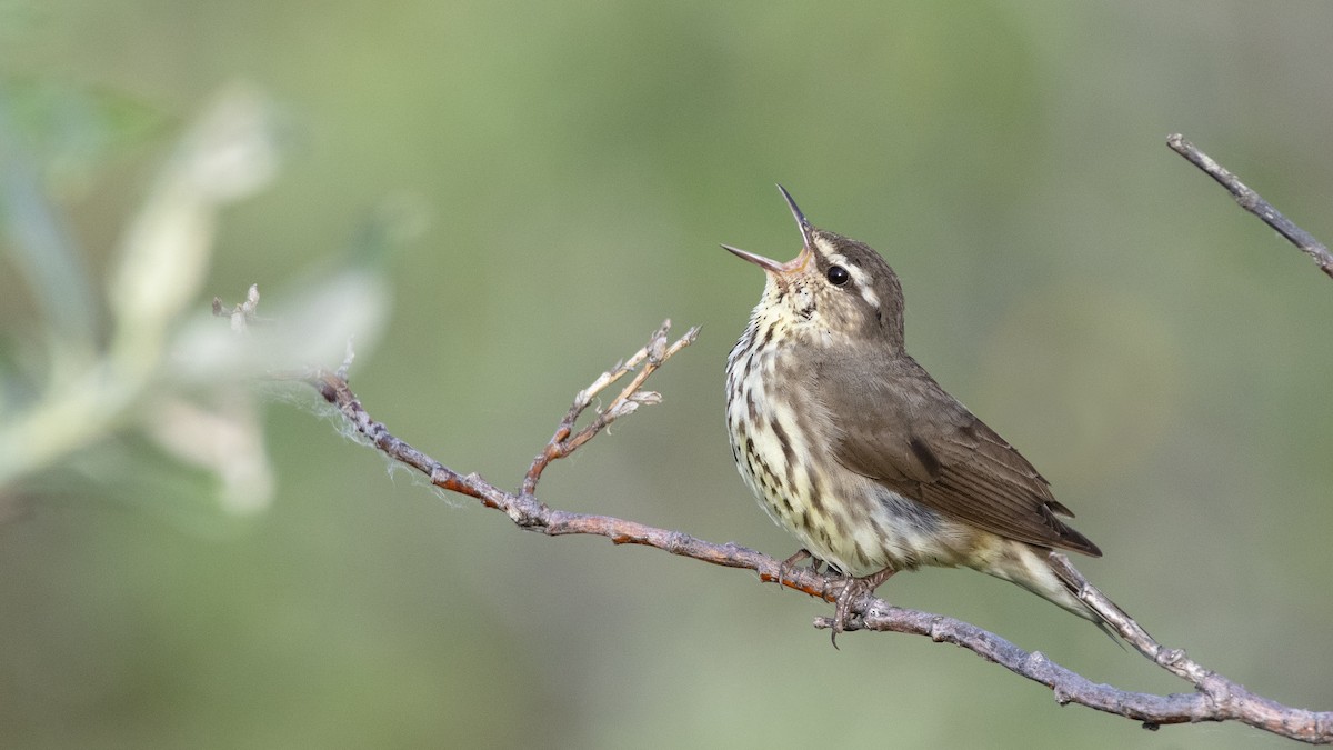 Northern Waterthrush - ML179806151