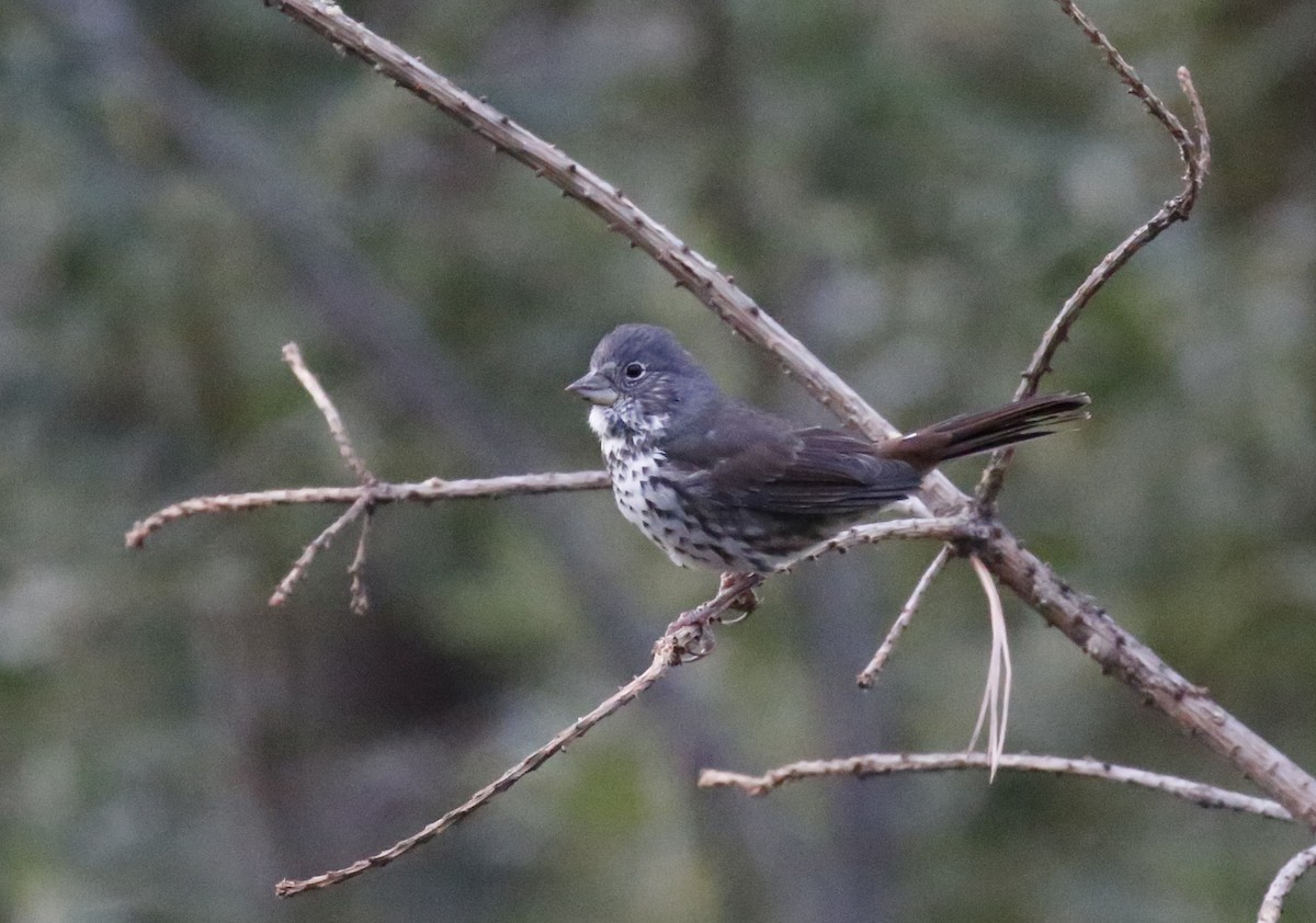 Fox Sparrow - ML179807331