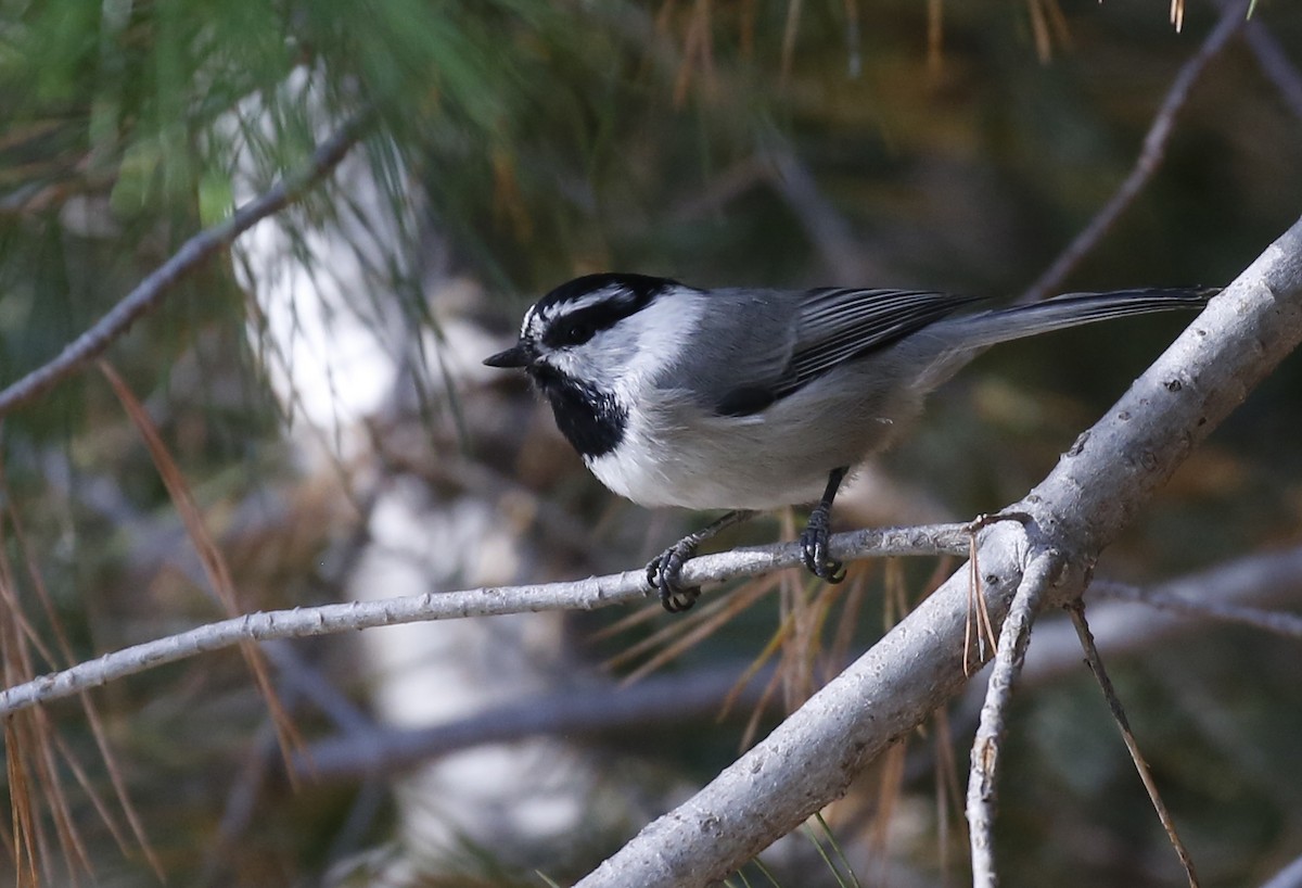 Mountain Chickadee - ML179807681