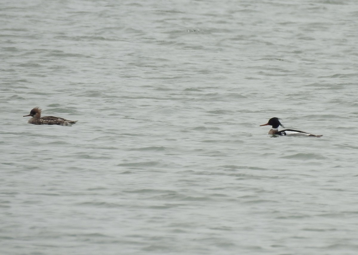 Red-breasted Merganser - ML179808301