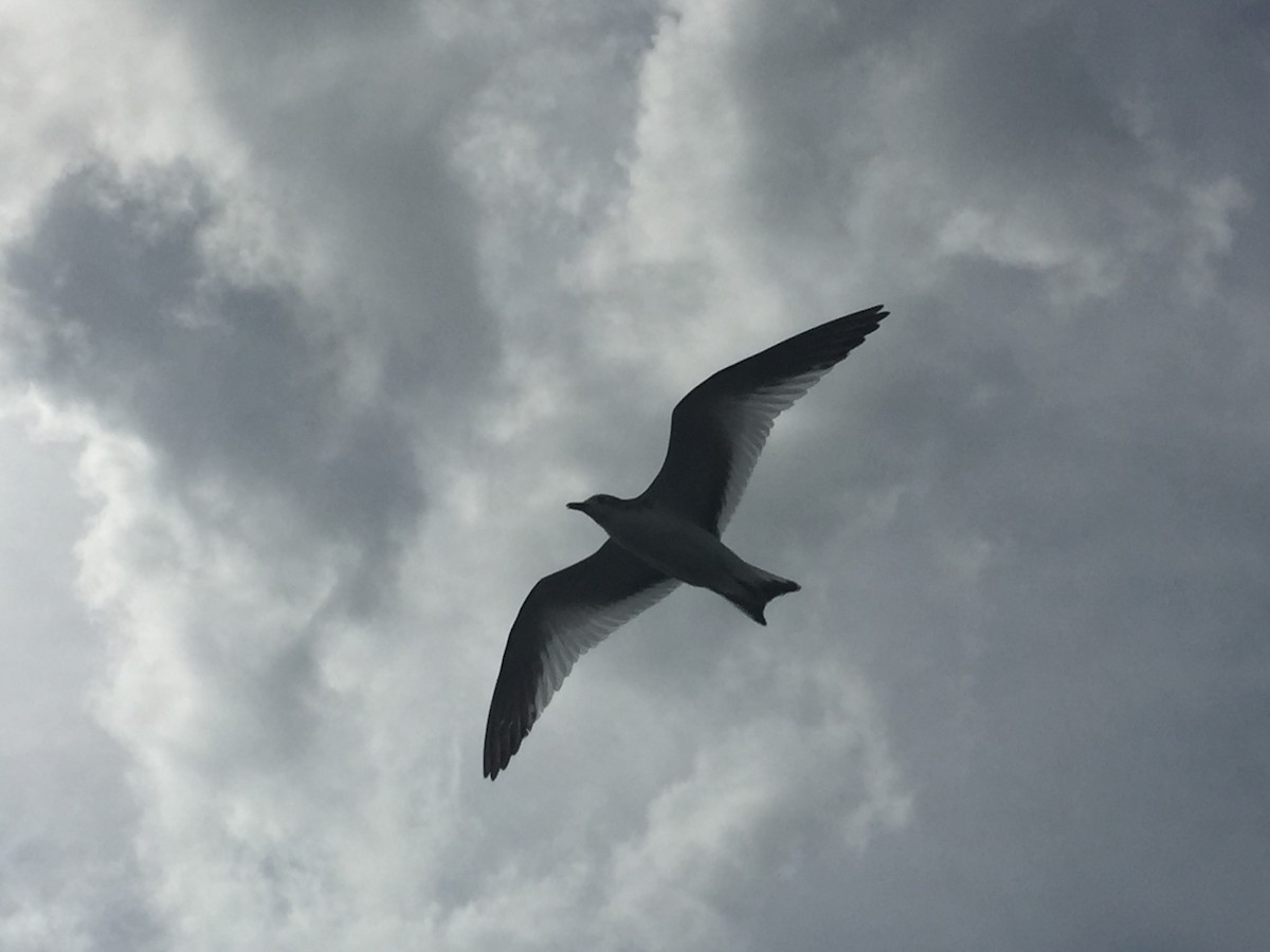 Sabine's Gull - ML179809861