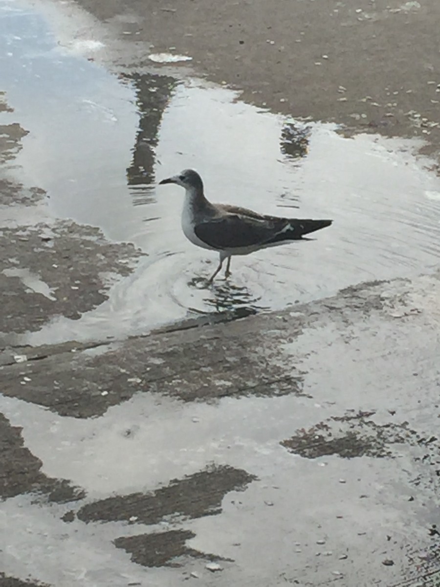 Sabine's Gull - ML179810671