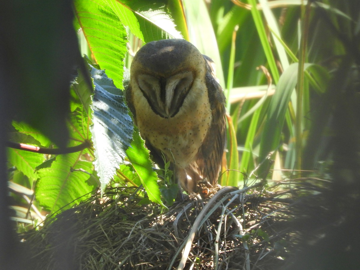 Barn Owl - ML179811211