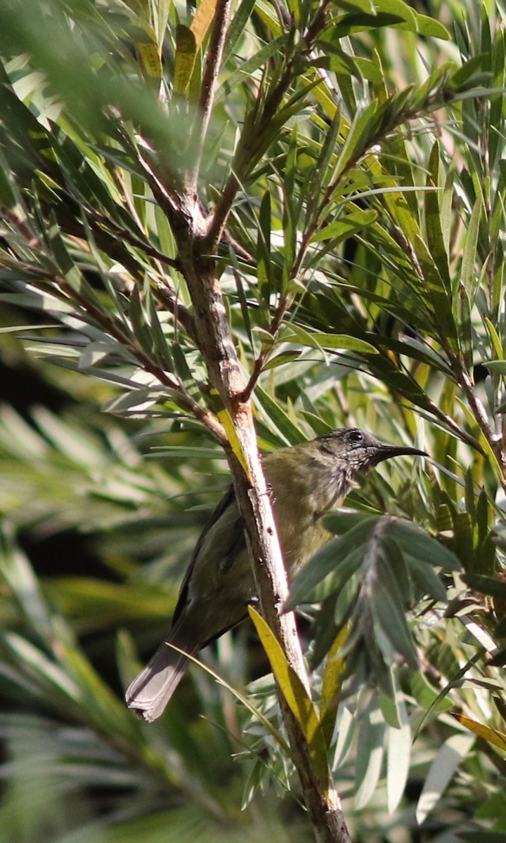 Sunda Honeyeater - ML179811321