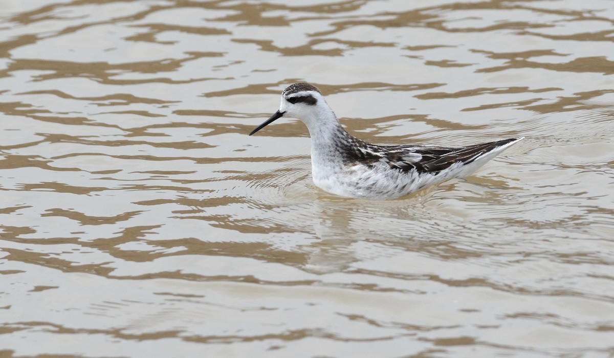 Phalarope à bec étroit - ML179812061