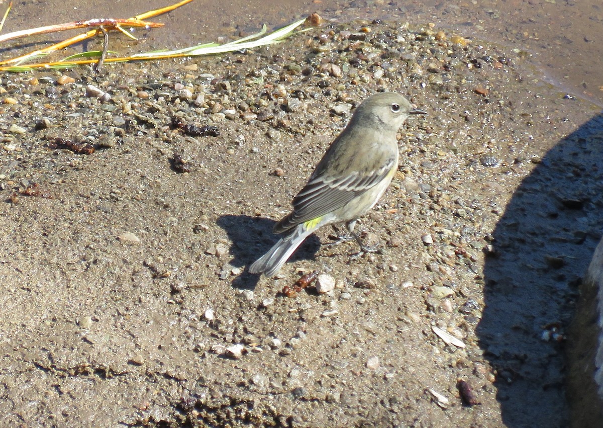 Yellow-rumped Warbler - ML179812161