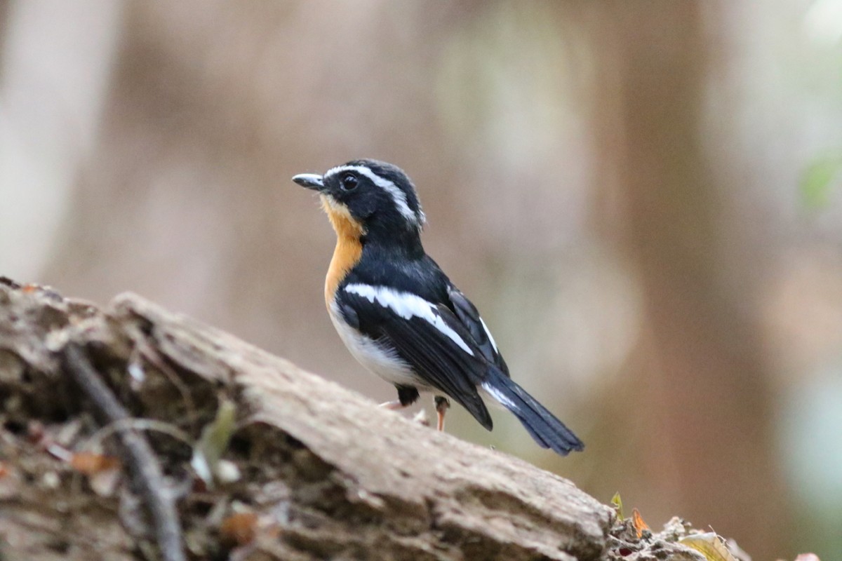 Rufous-chested Flycatcher - ML179812621