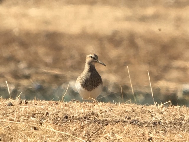 Pectoral Sandpiper - ML179812811