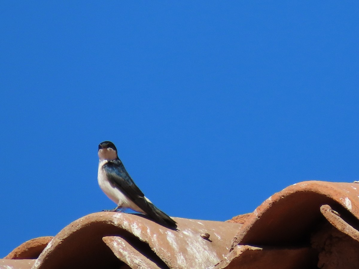 Chilean Swallow - ML179813761