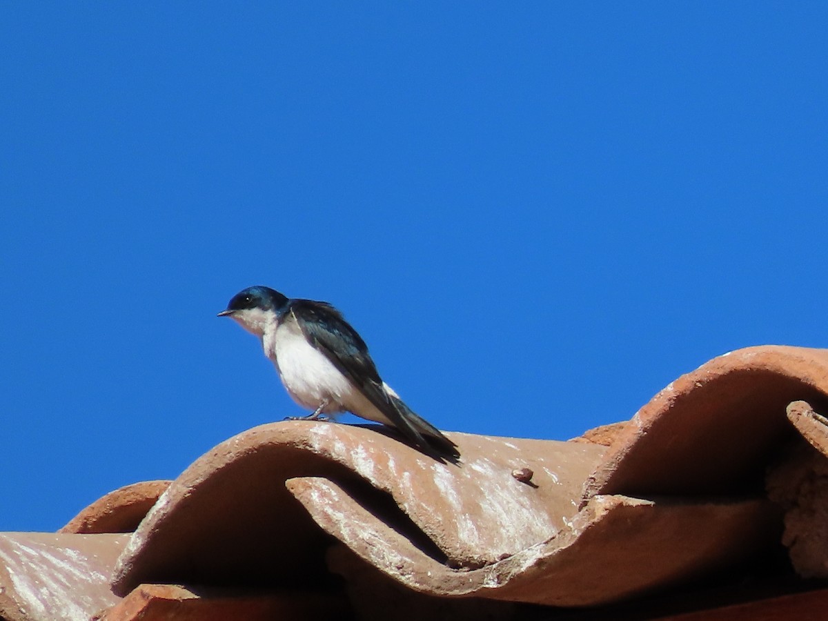 Chilean Swallow - ML179813771