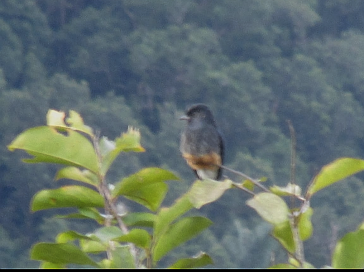 Swallow-winged Puffbird - ML179814601